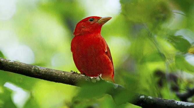 A Summer Tanager encounter in NC